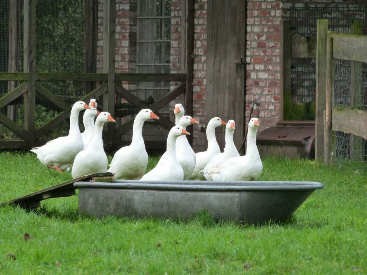 Hühner und Gänse Privatgarten Wagenhuber Versmold Hühner und Gänse Privatgarten Wagenhuber Versmold